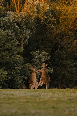 Kangaroos