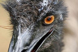 Emu