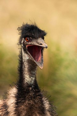 Emu